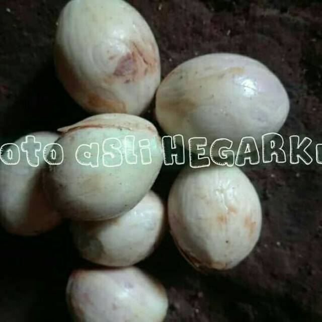 

biji buah pala muda baru dipetik