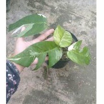 epipremnum pinatum variegata