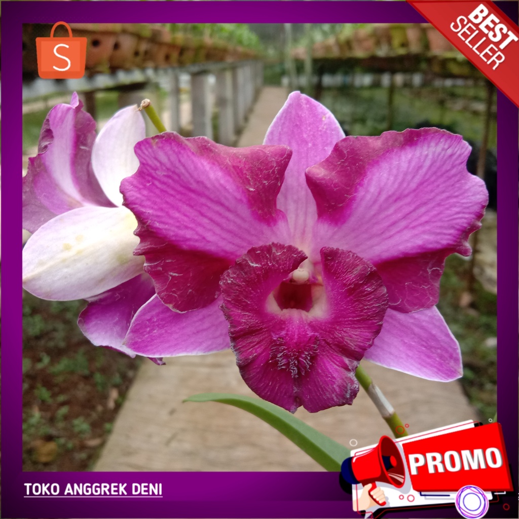 Anggrek Dendrobium Doraemon Red (Bunga Besar)