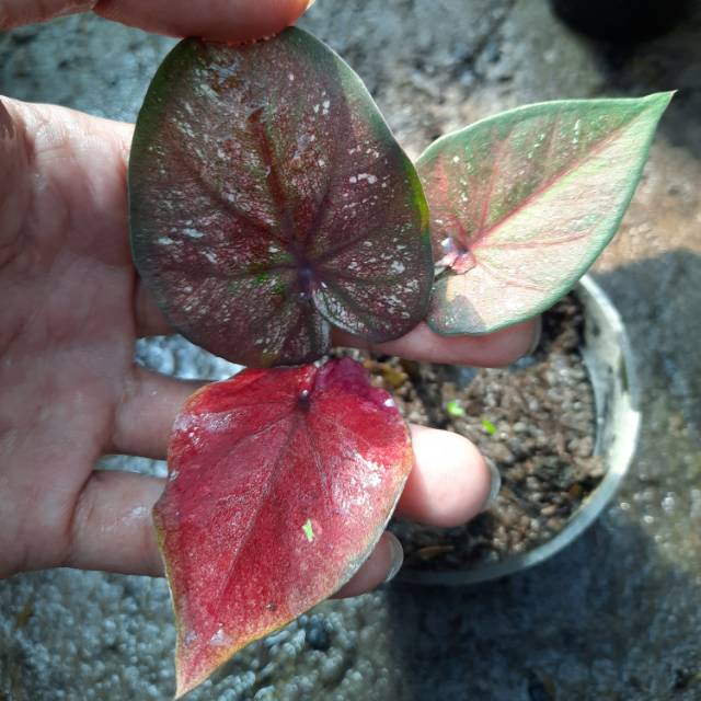 Lhay Thai Caladium Keladi Bibit Hiasan Rumah Tanaman Hias Caladium Shopee Indonesia