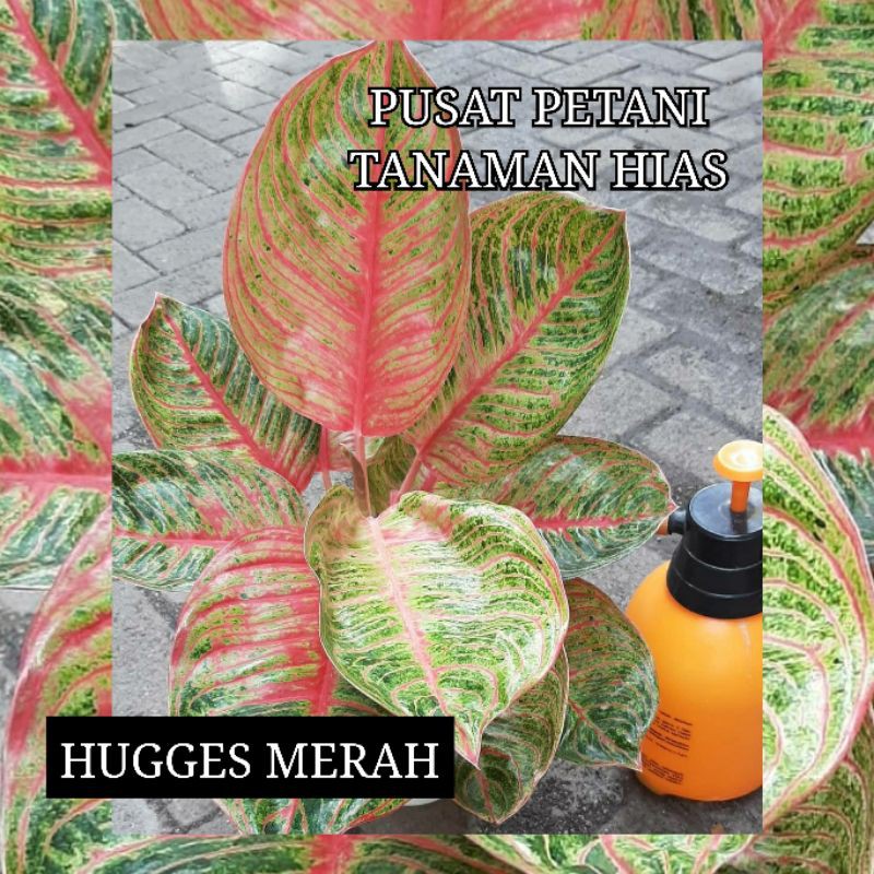 Bibit aglonema bonggol Hugges merah