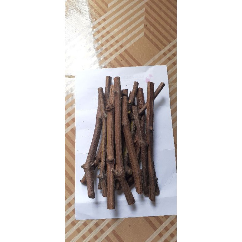 Cutting Anggur sicepat Criolla Negra (CN)