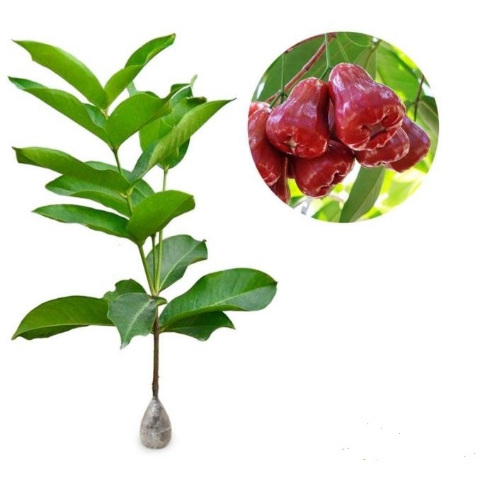 Paket 4 Jenis Jambu ( Madu Deli , Kristal , Citra , Jamaika )