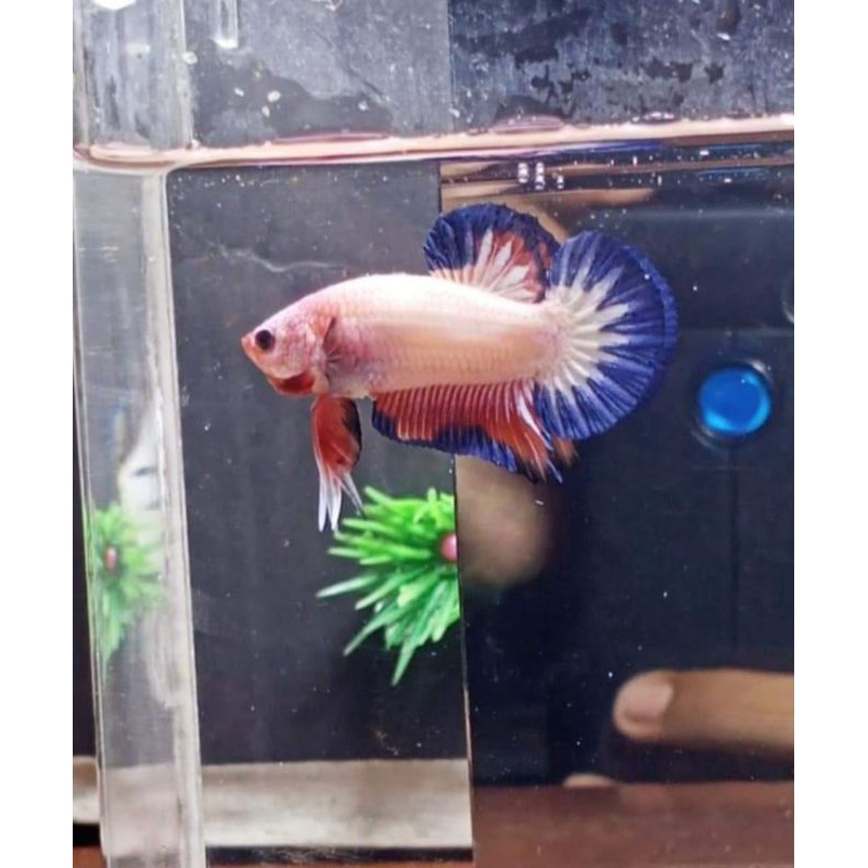 IKAN CUPANG HIAS BLUERIM FLAMINGO SESUAI GAMBAR