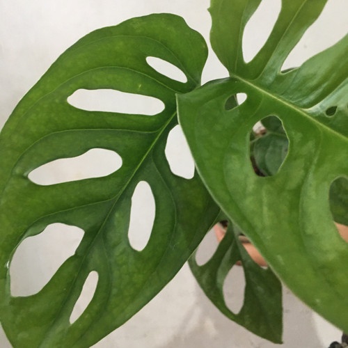 Monstera Acuminata