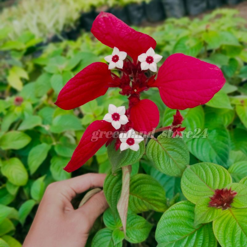 tanaman hias Nusa indah bunga merah - Nusa indah bunga merah - pohon Nusa insdah - Nusa indah