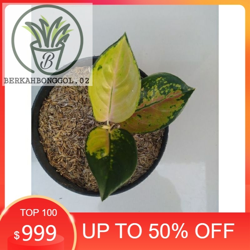 bibit aglonema sultan brunei 2/3 daun / aglonema sultan brunei anakan / baby aglonema sultan brunei