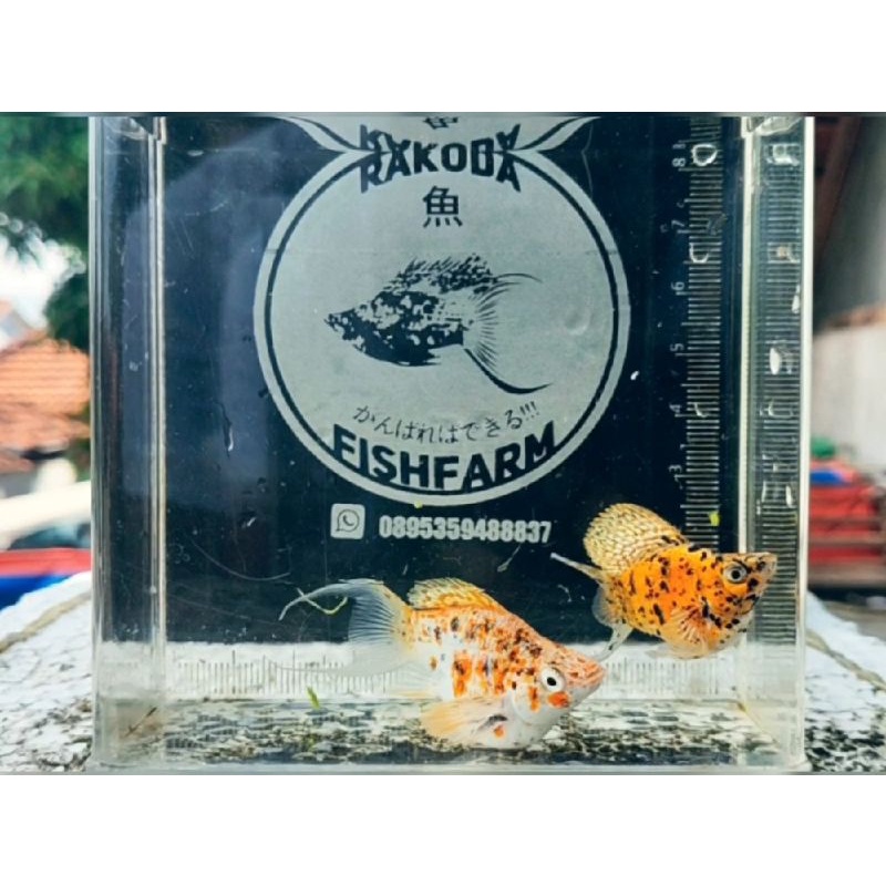 Calico Merpati Molly Balloon Lyretail