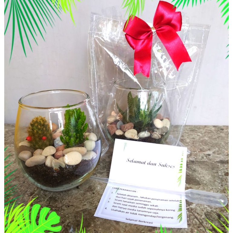 Souvenir parcel hadiah kado terrarium mini tanaman asli hidup kaktus haworthia cantik unik hiasan ru
