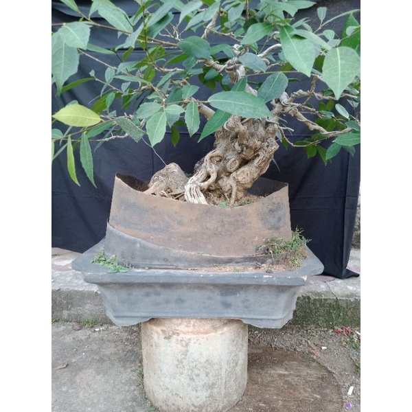 bonsai amplas berkarakter