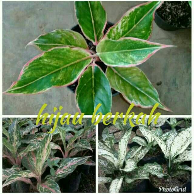 Paket 3 hemat aglaonema snow white-buter fly-lipstik klasik