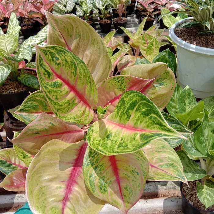 Bibit Bonggolan Aglonema Jackpot - Bibit Aglonema