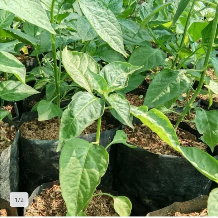 pohon cabai rawit merah