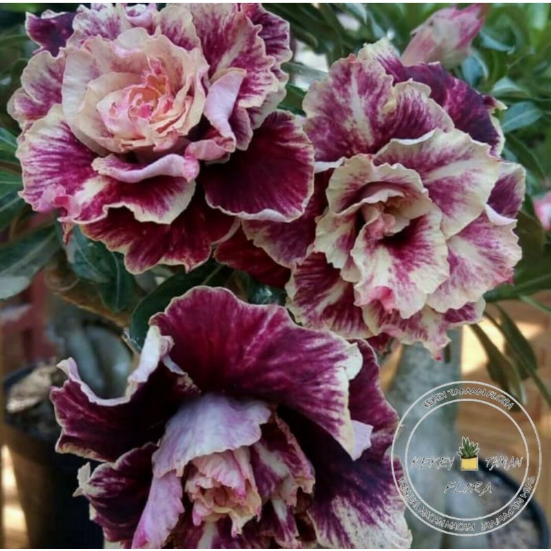 Tanaman Hias Bunga Kamboja Bunga Tumpuk - Bunga Kamboja Adenium