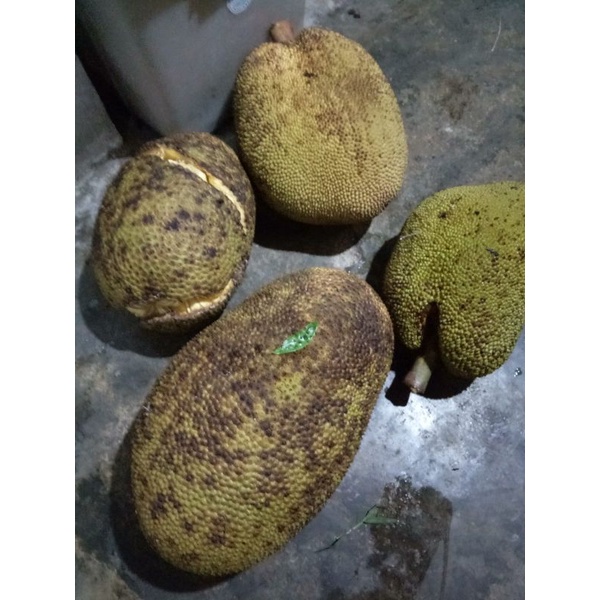 

paket Hasan Alfatih