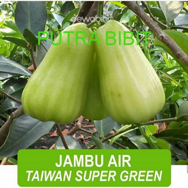 Jambu air Taiwan super green Tanaman jambu air