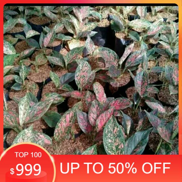 Tanaman hias aglonema venus - tanaman hias aglonema - tanaman hias - bibit tanaman - aglonema