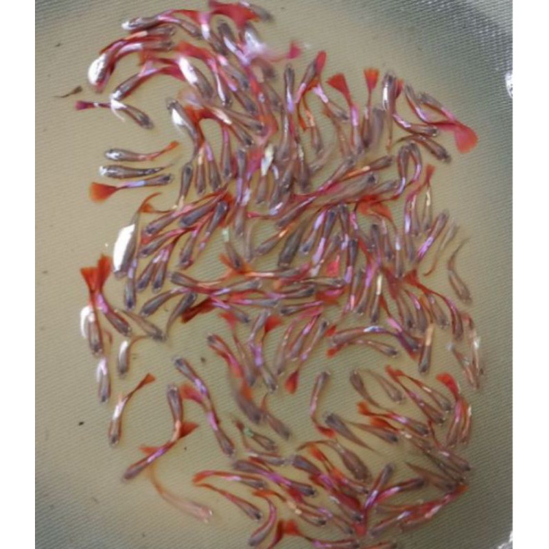 

ikan guppy hm red