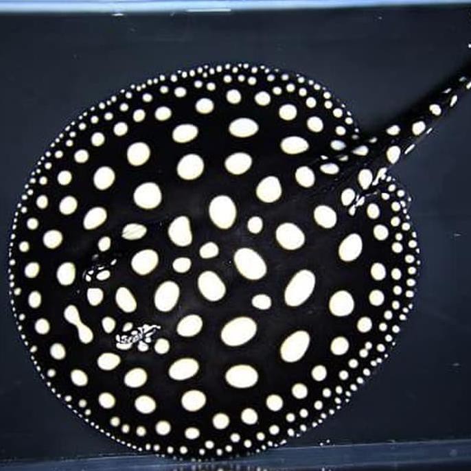 Black diamond stingray/Ikan pari Black Diamond
