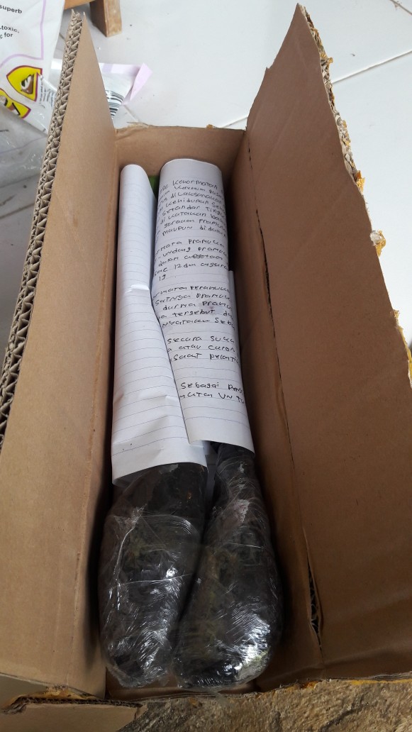 Aglaonema Lipstick Tanaman Hias