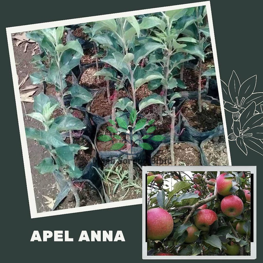 Bibit Apel Merah - Apel Anna Okulasi