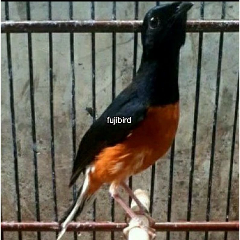 Burung Murai Mh Bondol Jantan