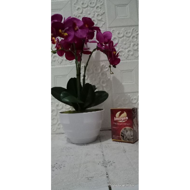 Imogen Apel Sarang Walet