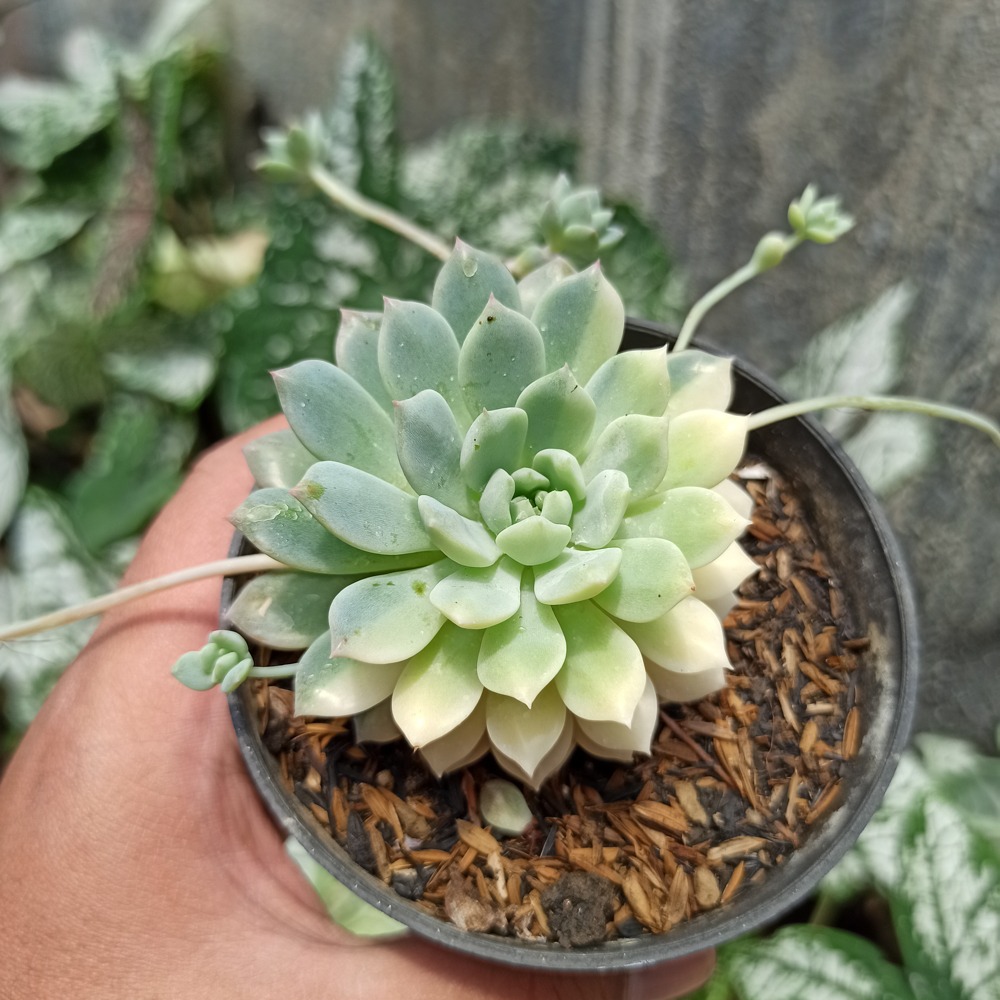 Kaktus Sukulen | 381. Echeveria Prolifica Variegated