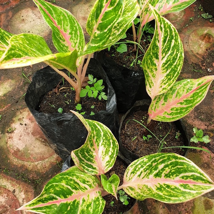 Aglonema Butterfly / Aglonema butterfly Remaja