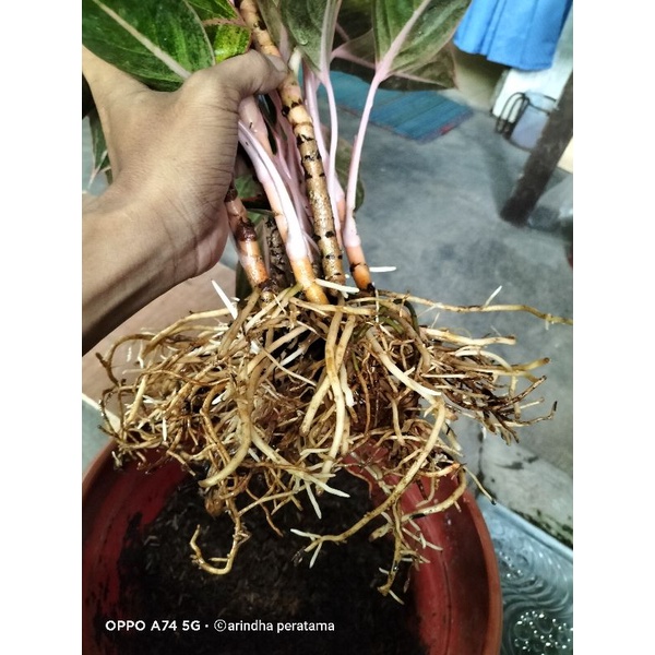 aglo lipstik flaminggo