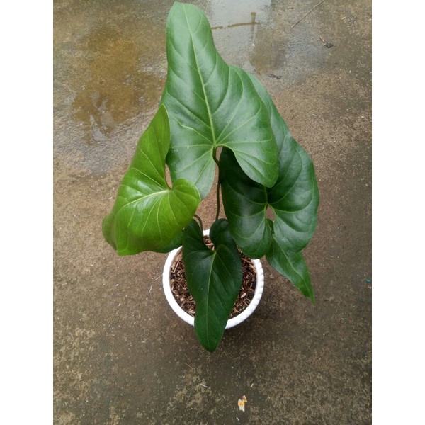 Anthurium watermaliense