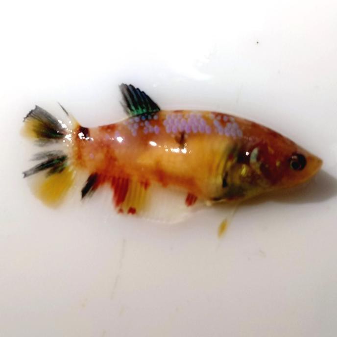 Terbaru Cupang Betina Koi Galaxy