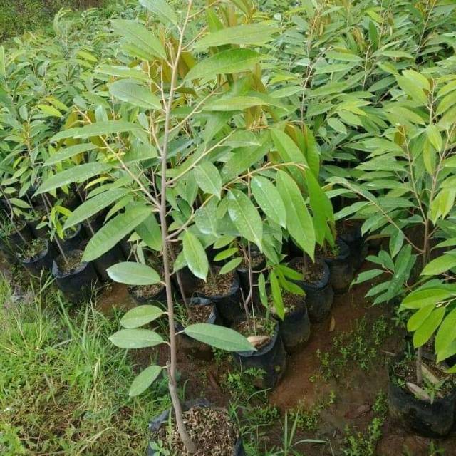 bibit buah durian bawor