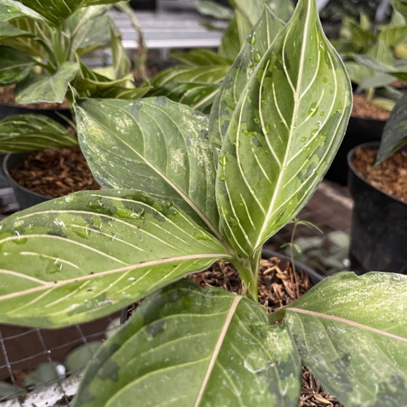 Aglaonema Rotundum x Pictum