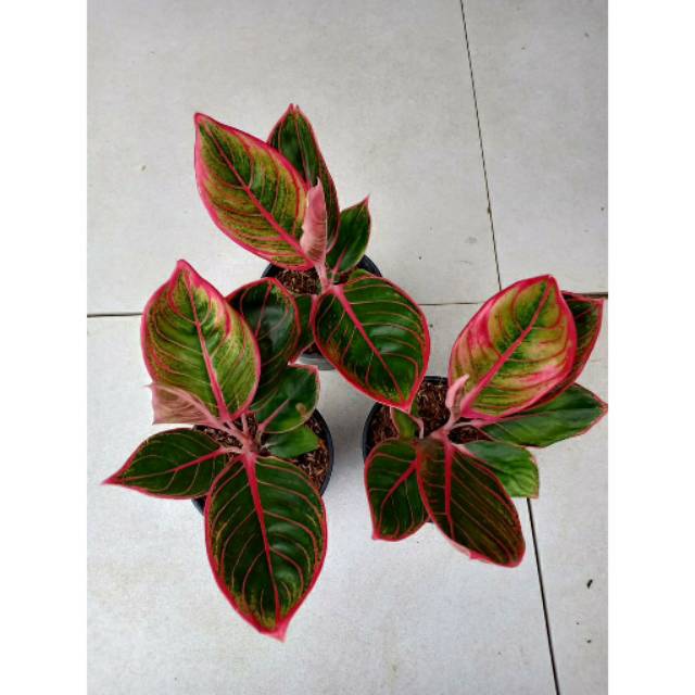 PROMO KHANZA ( Tanaman Hias Aglaonema / Aglonema lipstik khanza )