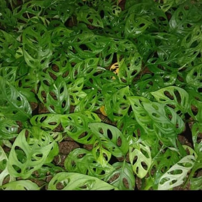 bibit tanaman janda bolong