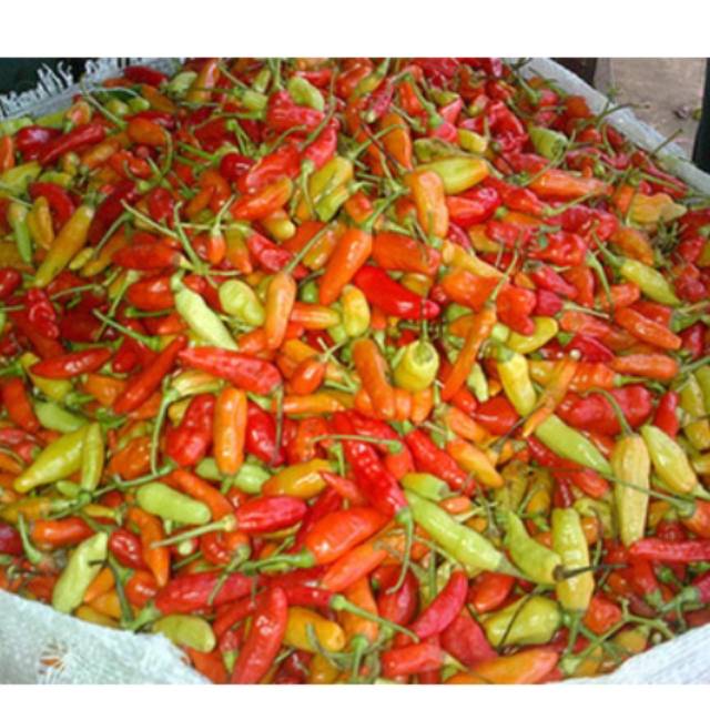 

Cabe Rawit Merah Segar 500gr