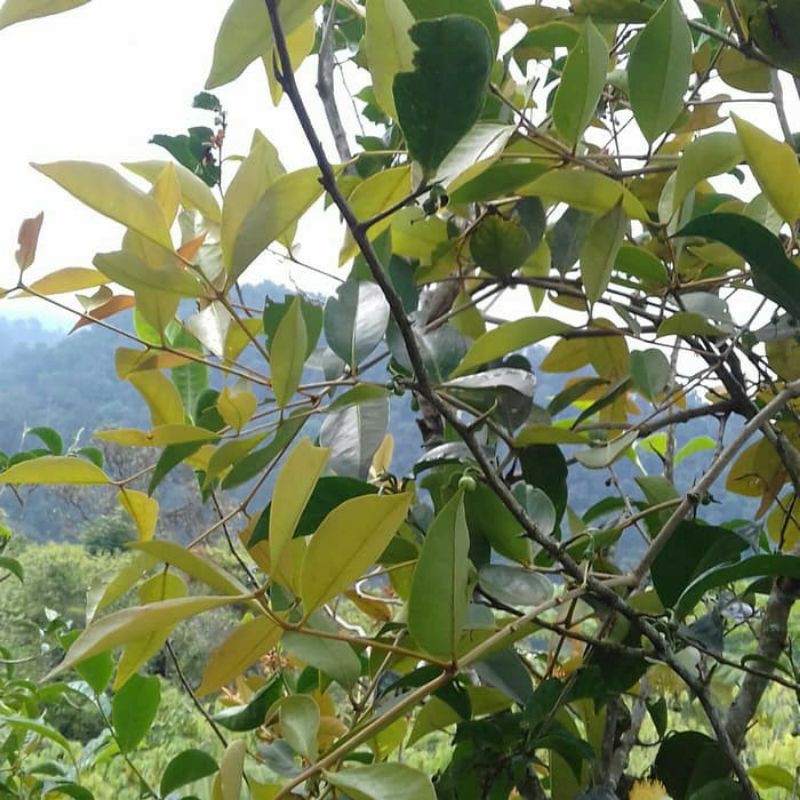 

BENALU JENGKOL SEGAR 1 KG / BENALU JENGKOL / OBAT HERBAL