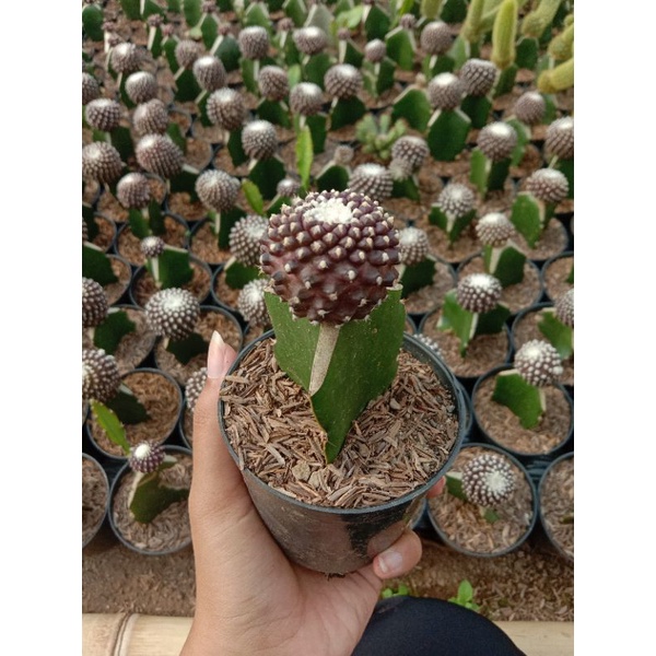 Kaktus grafting Eskrim Import