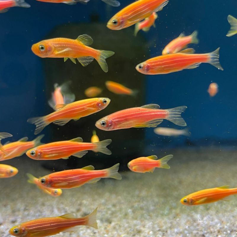 ikan hias danio zebra glofish sunkist orange aquascape