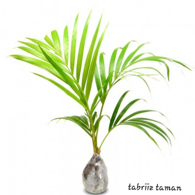 Pohon palem kuning - bibit tanaman hias - hiasan taman - pohon palem