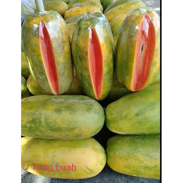 

pepaya california, manis,legit ukuran -+ 1 kg (1 Buah)