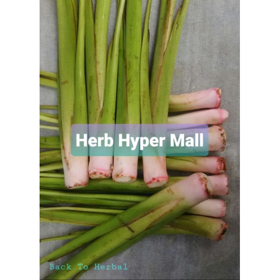 TALAS LOMPONG SAYUR UMBI PINK isi  10 batang