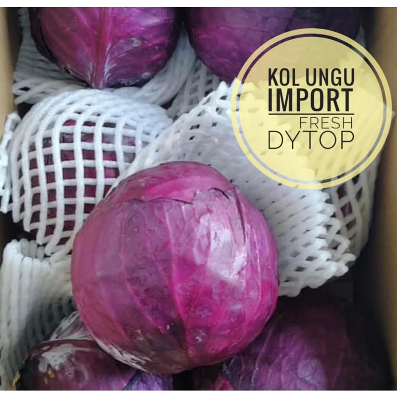 

Sayur Kubis Kol Ungu Import Fresh Segar - Per Pcs