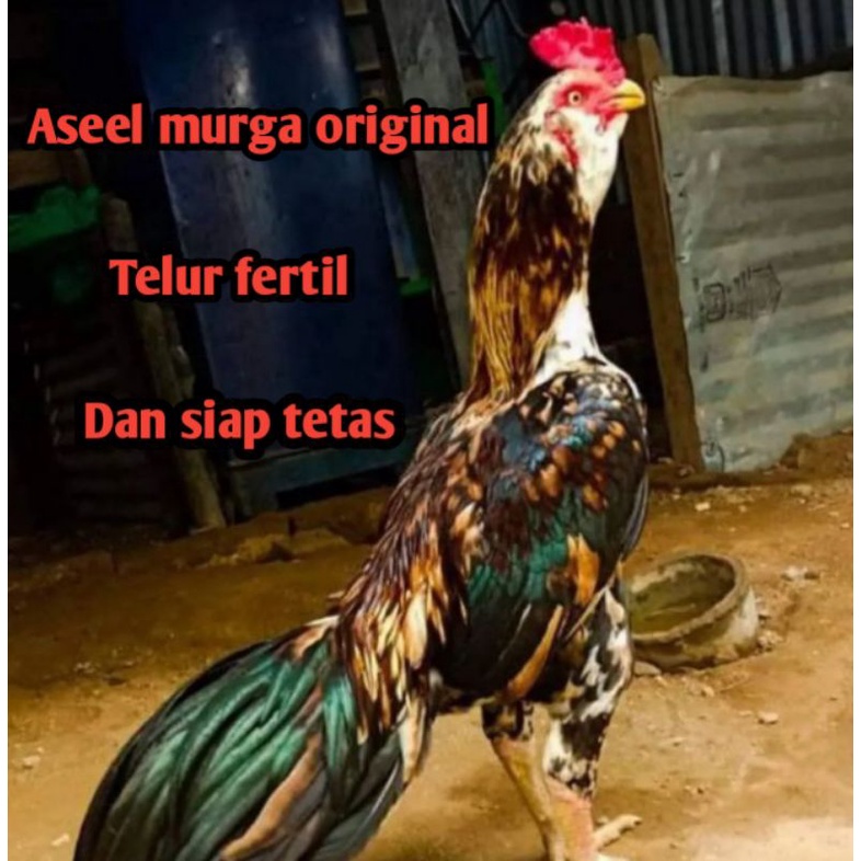telur ayam bangkok aseel murga original