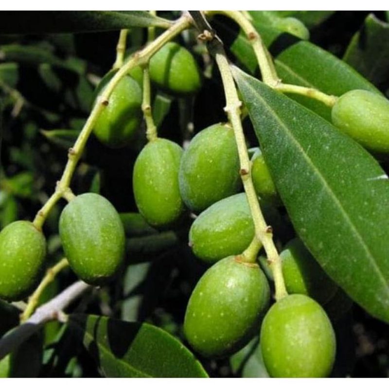 Bibit Pohon Buah Zaitun Cangkok/Bibit Zaitun Unggul/Murah