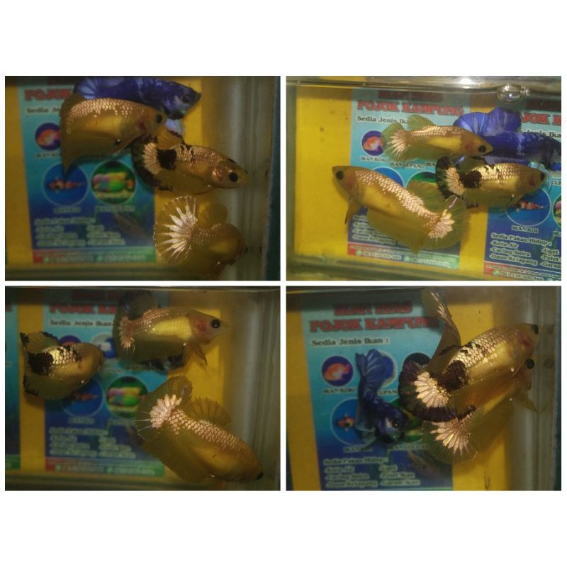 CUPANG YELLOW COPPER