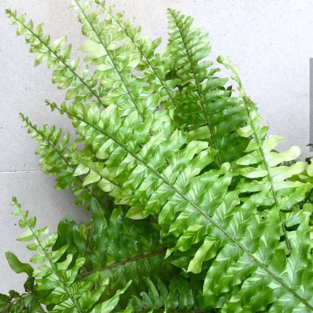 Tanaman hias pakis boston variegata