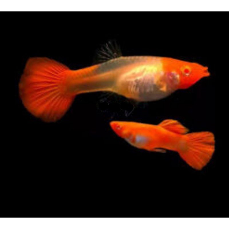 Ikan hias guppy Albino koi red ear pasangan