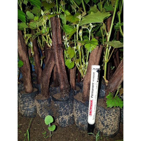 bibit anggur rootstock red master (RM) ukuran spidol permanent up sampai bonggoll